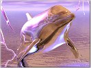 Dolphin strike a